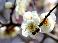 图集丨梅苑之春