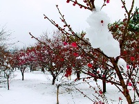 图集丨梅苑之春