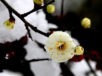 图集丨梅苑之春