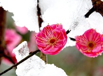 图集丨梅苑之春