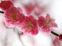 图集丨梅苑之春