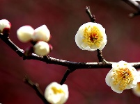 图集丨梅苑之春