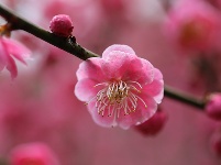 图集丨梅苑之春