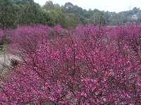 图集丨梅苑之春