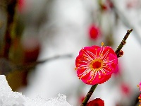 图集丨梅苑之春