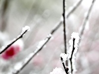 图集丨梅苑之春