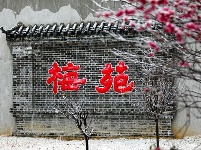 图集丨梅苑之春