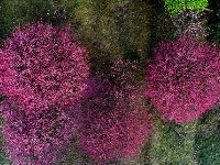 图集丨梅苑之春