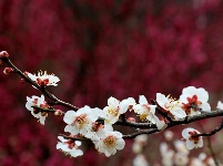 图集丨梅苑之春