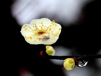 图集丨梅苑之春