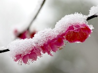 图集丨梅苑之春