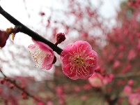 图集丨梅苑之春