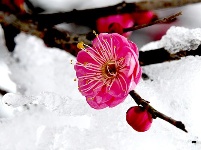 图集丨梅苑之春