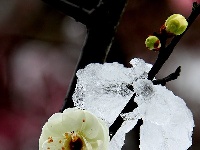 图集丨梅苑之春