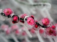 图集丨梅苑之春