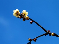 图集丨梅苑之春