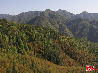 图集丨只此青绿，岳姑林场！