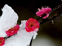 图集丨梅苑之春