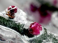 图集丨梅苑之春