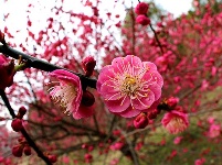 图集丨梅苑之春