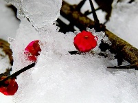 图集丨梅苑之春