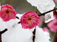 图集丨梅苑之春