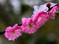 图集丨梅苑之春