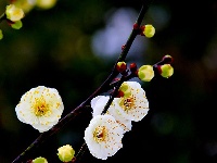 图集丨梅苑之春