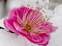 图集丨梅苑之春