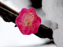 图集丨梅苑之春