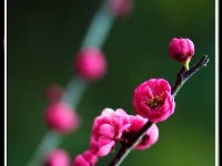 图集丨梅苑之春