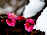 图集丨梅苑之春