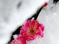 图集丨梅苑之春