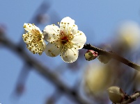 图集丨梅苑之春