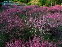 图集丨梅苑之春