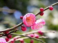 图集丨梅苑之春