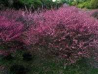 图集丨梅苑之春