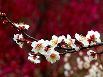 图集丨梅苑之春