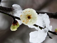 图集丨梅苑之春