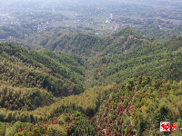 图集丨只此青绿，岳姑林场！