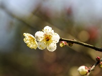 图集丨梅苑之春