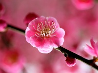 图集丨梅苑之春