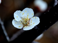 图集丨梅苑之春