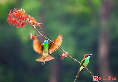 【伐桂书院·毛跃摄影作品】 “中国最美小鸟”蓝喉蜂虎