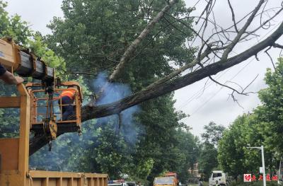 石南镇：大树刮倒阻交通 民警清除保畅通