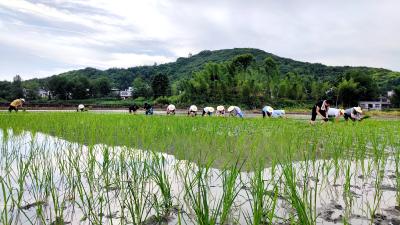 【下基层 察民情 解民忧 暖民心】塘湖镇：脱贫帮扶进田间  撸起袖子插秧忙