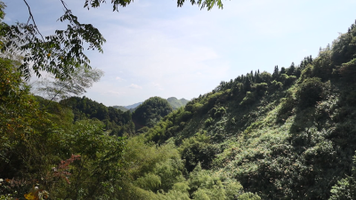 【林业系列报道⑧】通城县国有鹿角山林场：厚植生态底色 推动绿色发展