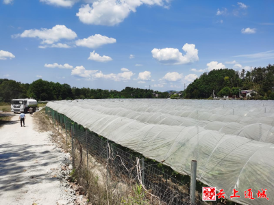 【抗旱进行时】石南消防车 救“火”葡萄园