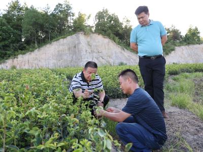 湖南省邵阳县来通城考察油茶产业发展