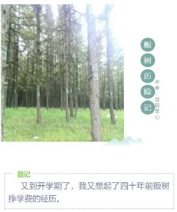 【伐桂书院】贩树历险记